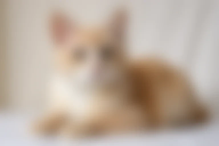 chantilly tiffany cat breed