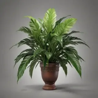 house plant png