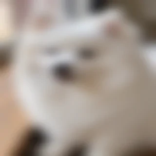japanese spitz dog breed