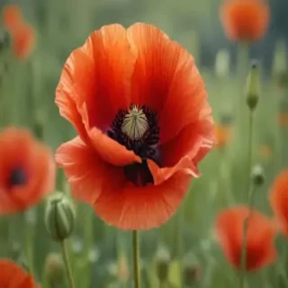 poppy flower