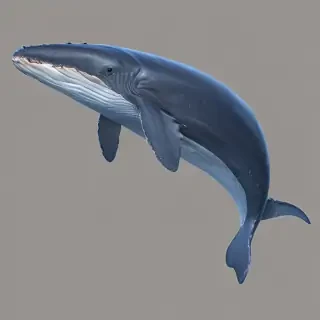 blue whale png