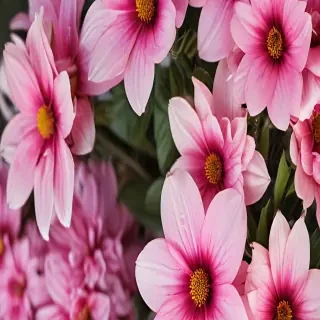 iphone flower wallpaper