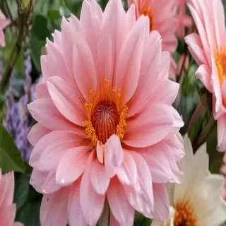cute flower wallpaper