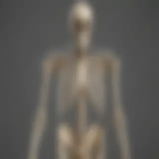 skeleton transparent