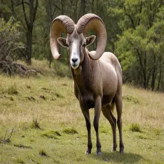 ram animal