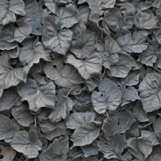 aesthetic grey