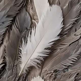 feather background