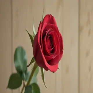 image of a red rose