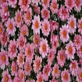 aesthetic flower background