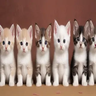 kitten background