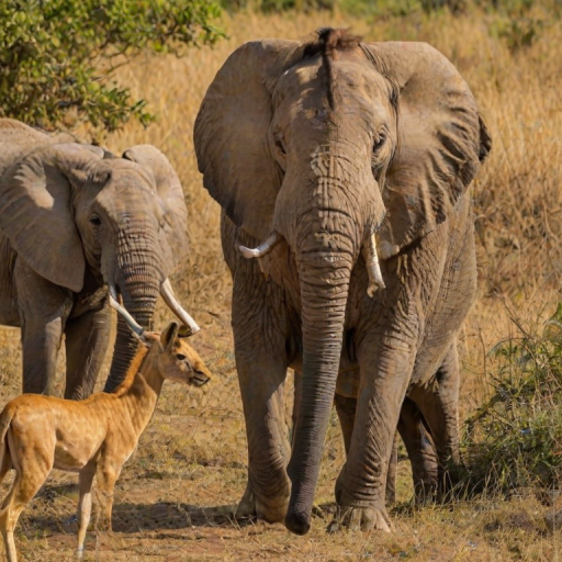african animals