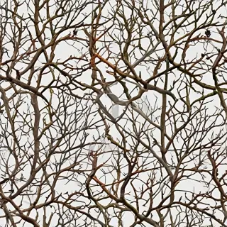png branches