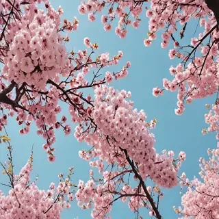 aesthetic wallpaper spring