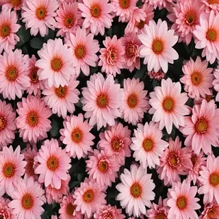 flower aesthetic wallpapers