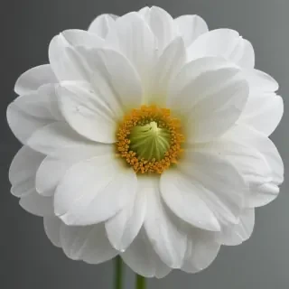 white flower png