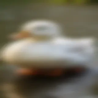 duck wallpapers