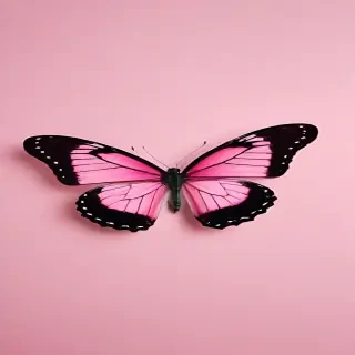pink background butterfly