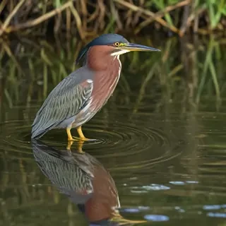 green heron