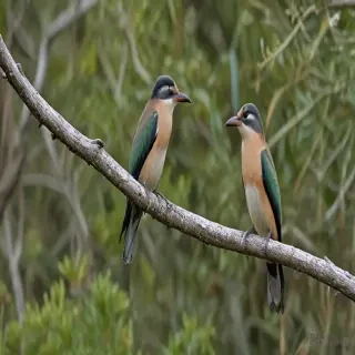 florida birds