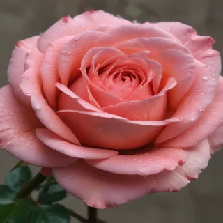 rose backround