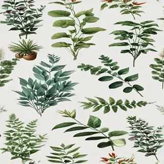plants transparent background