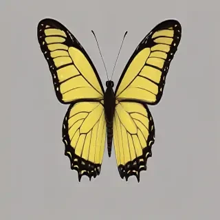 butter fly png