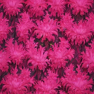 neon pink wallpaper