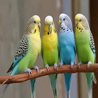 budgies