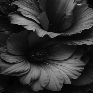 black and white iphone wallpaper