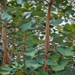 transparent eucalyptus