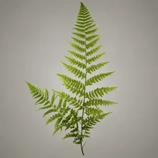 transparent fern png