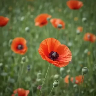 poppy flower