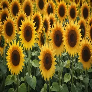 aesthetic sunflower background