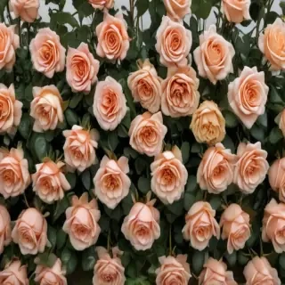 rose border
