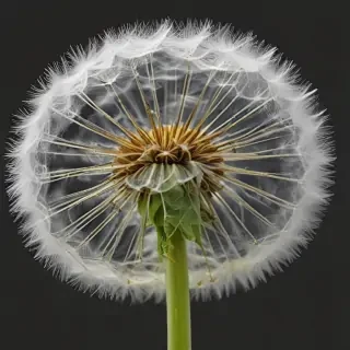 dandelion png