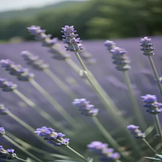 lavender png