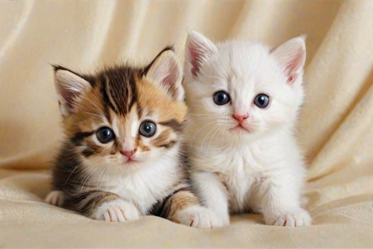 cute kittens wallpaper
