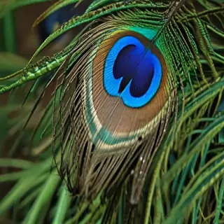 peacock feather images