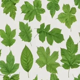 leaves png transparent