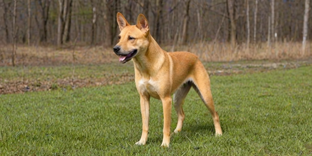 carolina dog breed