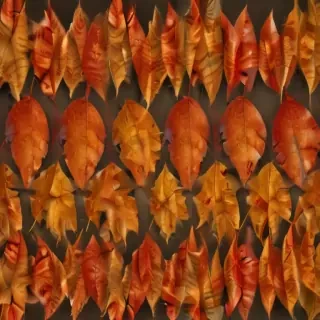 autumn leaf png