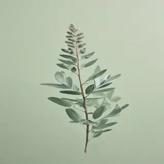 light sage green background