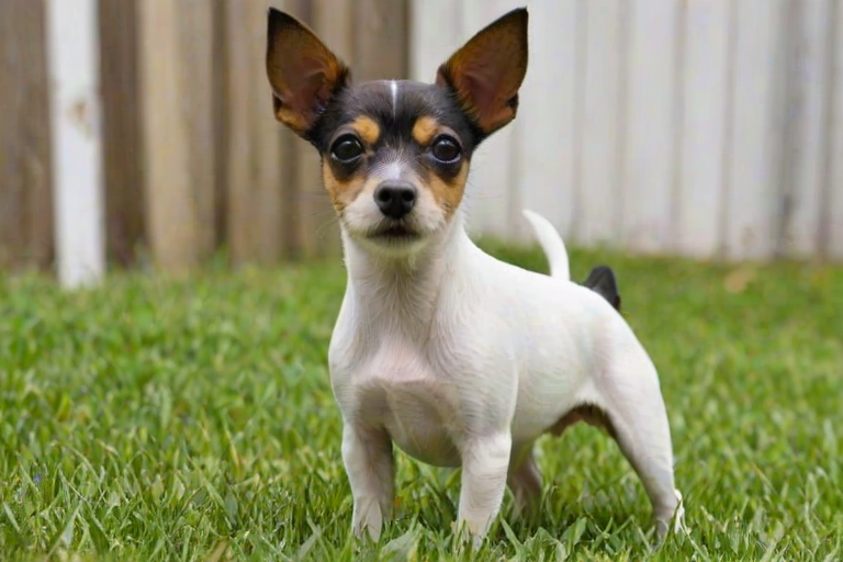 toy fox terrier