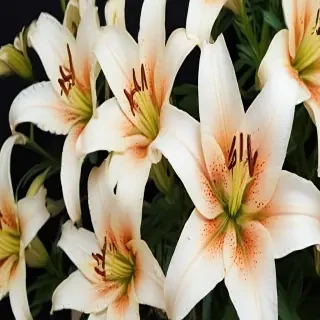lily background