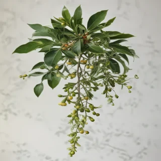 mistletoe png