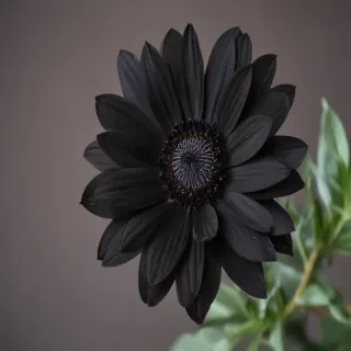 black flower