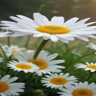 daisy desktop wallpaper
