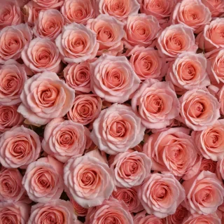 aesthetic rose background