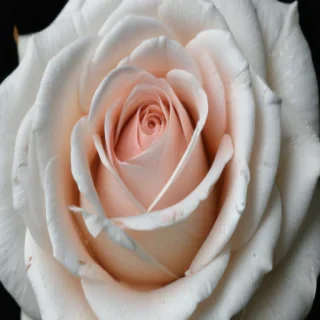rose with black and white background