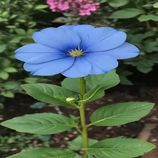 blue flowers aesthetic